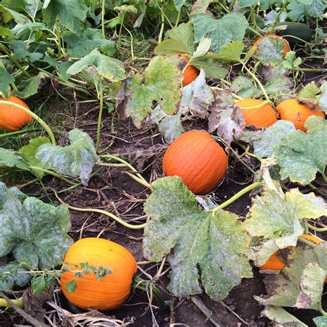 When is the best time to plant pumpkins?